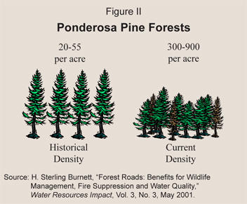 Ponderosa Pine Forests